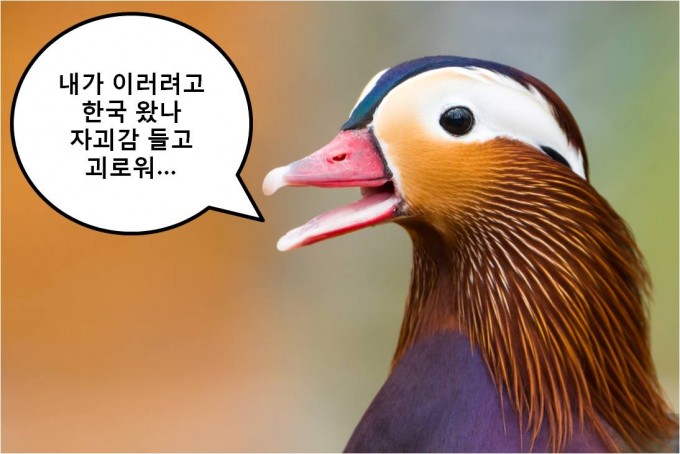 조류독감 유행으로 철새, 닭 등 조류가 수난을 겪고 있다. - GIB 제공
